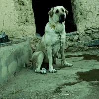 واگذاری لاس پژدر