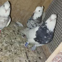 کبوتر نقش|پرنده|فولادشهر, C5|دیوار