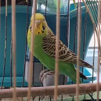 یک جفت مرغ عشق با قفس