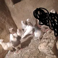کفتر|پرنده|اسدآباد, |دیوار