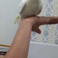 عروس هلندی|پرنده|مرودشت, کناره|دیوار