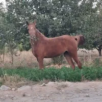 مادیان عرب مصری