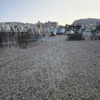 حفاظ شاخگوزنی نرده دیواری دزدگیر خانه و باغ|مصالح و تجهیزات ساختمان|شیراز, شهرک گلستان شمالی|دیوار