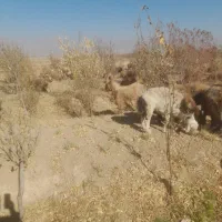 نربز همون خلاو دو ساله جلو کش|حیوانات مزرعه|نیشابور, دربقاضی|دیوار