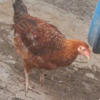 فروش دو تا مرغ  جوون ۴ و ۵ ماهه  صحیح سالم|پرنده|فیروزکوه, |دیوار