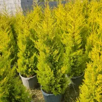 کاج لاوسون،یاس هلندی،شمشاد،مورت