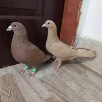 زرد سرخ کرمان