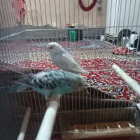 مرغ عشق|پرنده|اندیمشک, |دیوار