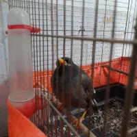 مرغ مینا سخنگو معاوضه با قناری نر