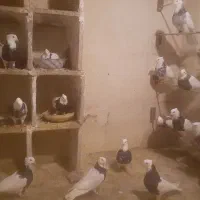کبوتر