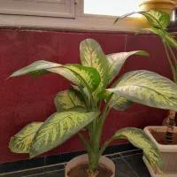 گل دیفن باخیای خارجی ساقه درشت برگ پهن بزرگ|گل و گیاه طبیعی|مهاباد (آذربایجان غربی), |دیوار