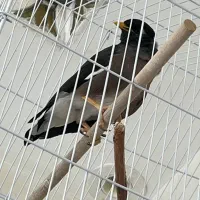 پرنده مرغ مینا