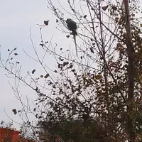 یک شاه طوطی پیدا شده