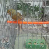 قناری نر سبز دارچینی|پرنده|تربتحیدریه, یحیی آباد|دیوار