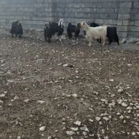 بز خوشک