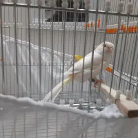 قناری ماده سوپری و جفتی سهره