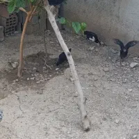 جابه‌جایی