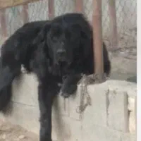 سگ قدرجونی|سگ|پیر بکران, |دیوار