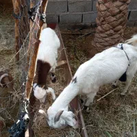 بزبایک کهره ماده