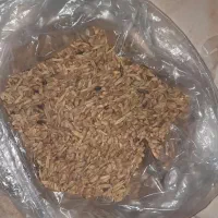 گندم سالم و شکسته برای علف مرغ وگوسفند
