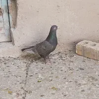کفتر کبوتر ماده