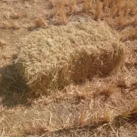 کاه کندم سرچینا