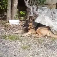 ژرمن ماده واگذاری|سگ|سنگر, |دیوار