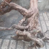 چوب درخت انگور تنه درخت با ریشه