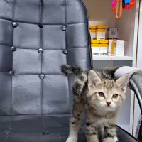 واگذاری گربه|گربه|فردیس, ثابتی|دیوار