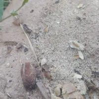 بذر درمانی