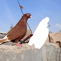 کفتر کبوتر سرخ دم‌سفید ماده شلاق ب شرط پرش و زرنگی