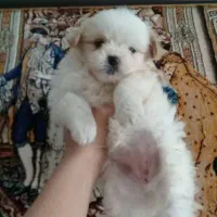 توله سگ ی وجبی شیتزو و پامر پشمکی فانتزی فقط 2500|سگ|قزوین, |دیوار