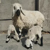یک راس گوسفند میش زاییده سه تایی با دو بره
