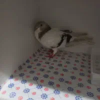 کبوتر شهری|پرنده|شیراز, جوادیه|دیوار