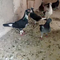 کفتر یاکبوتر