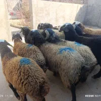 گوسفند چاق و چله گوشتی