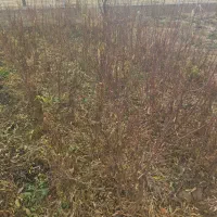 نهال بادام یک ساله عمده،خرده