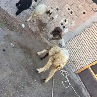 میش سنجابی