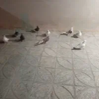 کبوترپرشتی