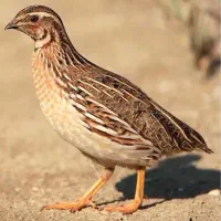 بلدرچین وحش