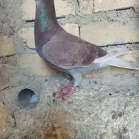 کبوتر پلاکی فیروزاباد|پرنده|شیراز, احمدآباد|دیوار