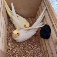 عروس هلندی سخنگو