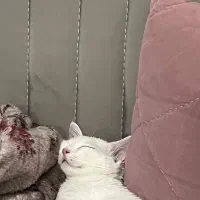 واگذاری گربه زیبا