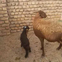 میش هترو بره همونر وقوچ همو