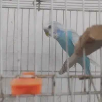 عروس هلندی سخنگو و مینا سخنگو و مرغ عشق سخنگو|پرنده|مشهد, شهرک بهارستان|دیوار