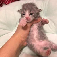 رزرو رزرو گربه بایکالر ژاپنی