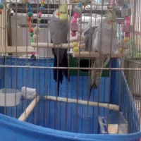 ی جفت عروس هلندی بالوازم|پرنده|پاکدشت, پاکدشت (مامازند)|دیوار