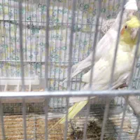 عروس هلندی مولد|پرنده|شهرضا, |دیوار