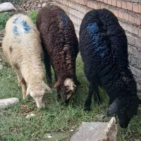 گوسفند وبره