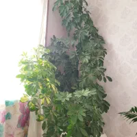 گلهای آپارتمانی زیبا و شاداب